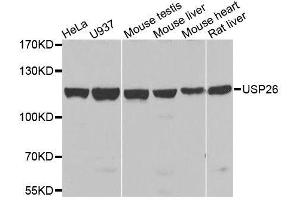 Western blot analysis of extracts of various cell lines, using USP26 antibody. (USP26 anticorps  (AA 664-913))