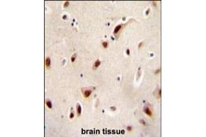 IQCJ Antibody (C-term) (ABIN654864 and ABIN2844523) immunohistochemistry analysis in formalin fixed and paraffin embedded human brain tissue followed by peroxidase conjugation of the secondary antibody and DAB staining. (IQCJ anticorps  (C-Term))