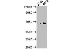 Western Blot Positive WB detected in: A549 whole cell lysate, K562 whole cell lysate All lanes: NKAPL antibody at 1:1000 Secondary Goat polyclonal to rabbit IgG at 1/50000 dilution Predicted band size: 47 kDa Observed band size: 47 kDa (NKAPL anticorps  (AA 114-123))