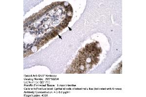 Human Intestine (SNW1 anticorps  (N-Term))