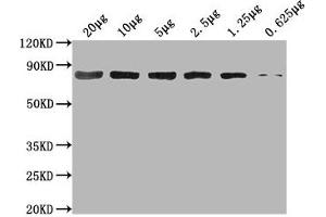 Western Blot Positive WB detected in: Hela whole cell lysate at 20 μg, 10 μg, 5 μg, 2. (Hsc70 anticorps  (AA 2-646))