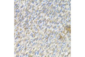 Immunohistochemistry of paraffin-embedded mouse stomach using MBL2 antibody. (MBL2 anticorps)