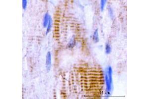 IHC analysis of M Cadherin/CDH15 using anti-M Cadherin/CDH15 antibody (ABIN7602173). (CDH15 anticorps  (AA 61-742))
