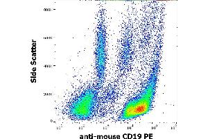 Flow cytometry surface staining pattern of murine peritoneal fluid cells stained using anti-mouse CD19 (1D3) PE antibody (concentration in sample 1 μg/mL). (CD19 anticorps  (PE))