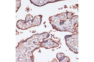 Immunohistochemistry of paraffin-embedded human placenta using RPS6K antibody (ABIN7270037) at dilution of 1:100 (40x lens). (RPS6KA2 anticorps  (AA 632-733))