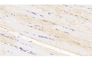 Detection of CASP6 in Bovine Skeletal muscle Tissue using Polyclonal Antibody to Caspase 6 (CASP6)