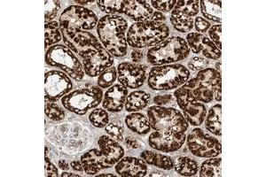 Immunohistochemical staining of human kidney with PLCL1 polyclonal antibody  shows strong cytoplasmic positivity, with a granular pattern in renal tubular cells at 1:200-1:500 dilution.