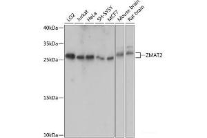 Western blot analysis of extracts of various cell lines using ZMAT2 Polyclonal Antibody at dilution of 1:1000. (ZMAT2 anticorps)