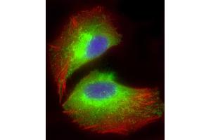 Immunofluorescent analysis of 4 % paraformaldehyde-fixed, 0.