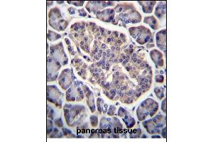 GPD2 Antibody (C-term) (ABIN656433 and ABIN2845723) immunohistochemistry analysis in formalin fixed and paraffin embedded human pancreas tissue followed by peroxidase conjugation of the secondary antibody and DAB staining.