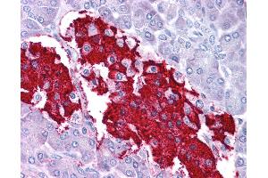 Anti-LEP / Leptin antibody IHC of human pancreas. (Leptin anticorps  (C-Term))