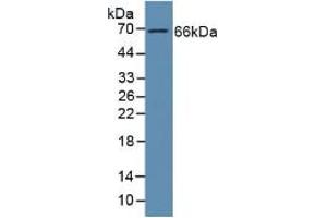 Rabbit Capture antibody from the kit in WB with Positive Control: Human liver tissue. (GAS6 Kit ELISA)