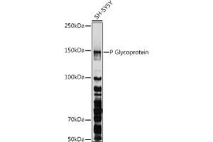 Western blot analysis of extracts of SH-SY5Y cells, using P Glycoprotein antibody (ABIN6134229, ABIN6136340, ABIN6136343 and ABIN6215453) at 1:1000 dilution. (ABCB1 anticorps  (AA 600-700))