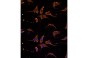 Immunofluorescence analysis of L929 cells using RPL27 Polyclonal Antibody (ABIN6133040, ABIN6147127, ABIN6147128 and ABIN6216885) at dilution of 1:100 (40x lens).