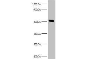 Western blot All lanes: Annexin A11 antibody at 14 μg/mL + U251 whole cell lysate Secondary Goat polyclonal to rabbit IgG at 1/10000 dilution Predicted band size: 55, 52 kDa Observed band size: 52 kDa (Annexin A11 anticorps  (AA 276-505))