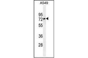 Western blot analysis of FBXO24 Antibody  in A549 cell line lysates (35ug/lane). (FBXO24 anticorps  (Middle Region))