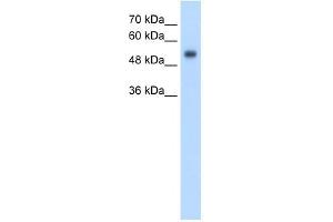 GPR161 antibody used at 2. (GPR161 anticorps  (N-Term))