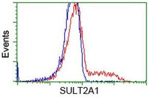 HEK293T cells transfected with either RC204737 overexpress plasmid (Red) or empty vector control plasmid (Blue) were immunostained by anti-SULT2A1 antibody (ABIN2453699), and then analyzed by flow cytometry.