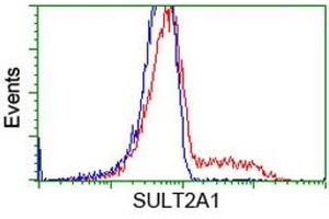 HEK293T cells transfected with either RC204737 overexpress plasmid (Red) or empty vector control plasmid (Blue) were immunostained by anti-SULT2A1 antibody (ABIN2453699), and then analyzed by flow cytometry. (SULT2A1 anticorps)