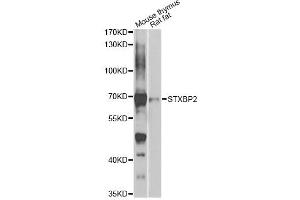 Western blot analysis of extracts of various cell lines, using STXBP2 antibody (ABIN2737618) at 1:1000 dilution. (STXBP2 anticorps)