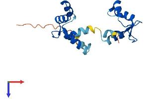 AlphaFold protein structure predicition of Human Recombinant MYL12A Protein, UniprotID P19105
