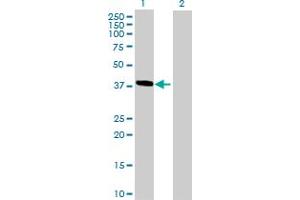 Western Blot analysis of HMBS expression in transfected 293T cell line by HMBS MaxPab polyclonal antibody. (HMBS anticorps  (AA 1-361))