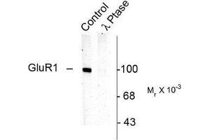 Image no. 1 for anti-Glutamate Receptor 1 (GLUR1) (pSer831) antibody (ABIN372652) (Glutamate Receptor 1 anticorps  (pSer831))