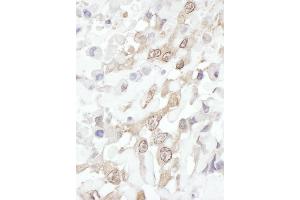 Immunohistochemistry (IHC) image for anti-ROC1 (AA 1-50) antibody (ABIN7454558) (ROC1 anticorps  (AA 1-50))