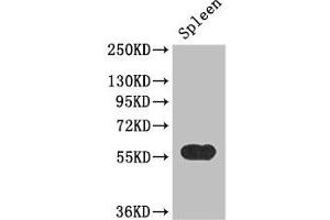 Western Blot Positive WB detected in: Mouse spleen tissue All lanes: KYNU antibody at 3. (KYNU anticorps  (AA 99-214))