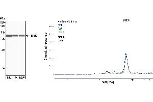 Western Blotting (WB) image for anti-Bromodomain Containing 9 (BRD9) (AA 547-597) antibody (ABIN7455162) (Recombinant BRD9 anticorps  (AA 547-597))
