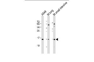 All lanes : Anti-PLA2G2A Antibody (N-Term) at 1:2000 dilution Lane 1: A549 whole cell lysate Lane 2: mouse lung lysate Lane 3: mouse small intestine lysate Lysates/proteins at 20 μg per lane.
