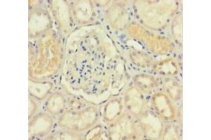Immunohistochemistry of paraffin-embedded human kidney tissue using ABIN7156211 at dilution of 1:100