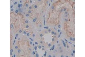 IHC-P analysis of Human Tissue, with DAB staining. (CAPNL1 anticorps  (AA 75-343))