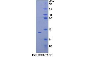 SDS-PAGE analysis of Human ELOB Protein. (TCEB2 Protéine)