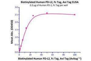 Immobilized Human PD-1, Fc Tag (HPLC-verified) (Cat# PD1-H5257) at 2μg/mL (100 µl/well),can bind Biotinylated Human PD-L2, Fc Tag (Cat# PD2-H82F6) with a linear of 0.