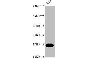 Western Blot Positive WB detected in: Zebrafish eye tissue All lanes: mturn at 1:2000 Secondary Goat polyclonal to rabbit IgG at 1/50000 dilution Predicted band size: 16 kDa Observed band size: 16 kDa (C7ORF41 anticorps  (AA 1-133))