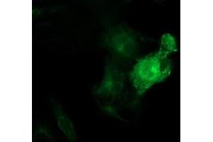 Anti-TUBB4 mouse monoclonal antibody (ABIN2454747) immunofluorescent staining of COS7 cells transiently transfected by pCMV6-ENTRY TUBB4 (RC203945). (TUBB4 anticorps)