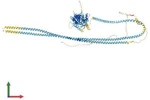 AlphaFold protein structure predicition of Mouse Recombinant Kif11 Protein, UniprotID Q6P9P6