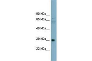 Image no. 1 for anti-Dystroglycan 1 (DAG1) (AA 323-372) antibody (ABIN6743420) (Dystroglycan anticorps  (AA 323-372))
