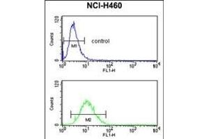 SLC25A17 Antibody (N-term) (ABIN653119 and ABIN2842701) flow cytometry analysis of NCI- cells (bottom histogram) compared to a negative control cell (top histogram).