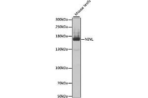 Western blot analysis of extracts of mouse testis, using NINL antibody (ABIN2564146) at 1:1000 dilution. (NINL anticorps)