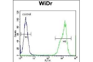 RT4I1 Antibody (C-term) (ABIN654729 and ABIN2844417) flow cytometric analysis of WiDr cells (right histogram) compared to a negative control cell (left histogram). (RTN4IP1 anticorps  (C-Term))