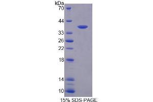SDS-PAGE analysis of Human CEP55 Protein. (CEP55 Protéine)