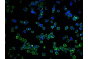 Immunofluorescence staining of Hela cells with ABIN7142109 at 1:50, counter-stained with DAPI.