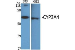 Western Blot (WB) analysis of specific cells using CYP3A4 Polyclonal Antibody. (CYP3A4 anticorps  (Internal Region))