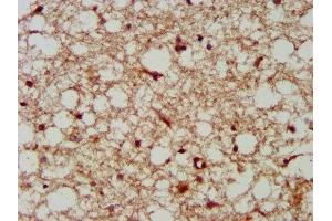 IHC image of ABIN7157906 diluted at 1:300 and staining in paraffin-embedded human brain tissue performed on a Leica BondTM system. (LANCL2 anticorps  (AA 2-106))