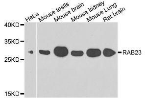 Western blot analysis of extracts of various cell lines, using RAB23 antibody. (RAB23 anticorps  (AA 1-237))