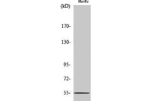 Western Blotting (WB) image for anti-EGF-Like Module Containing, Mucin-Like, Hormone Receptor-Like Sequence 4 (EMR4) (Internal Region) antibody (ABIN3184477)