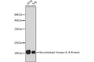 Western blot analysis of extracts of Recombinant Human IL-8 Protein(RP00052), using IL8 antibody (ABIN6133778, ABIN6142413, ABIN6142414 and ABIN6216085) at 1:1000 dilution. (IL-8 anticorps  (AA 1-99))