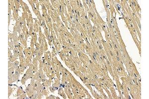 ABIN7097159 and ABIN7101227 at 1/100 staining rat heart tissue by IHC-P. (MSTO1 anticorps)